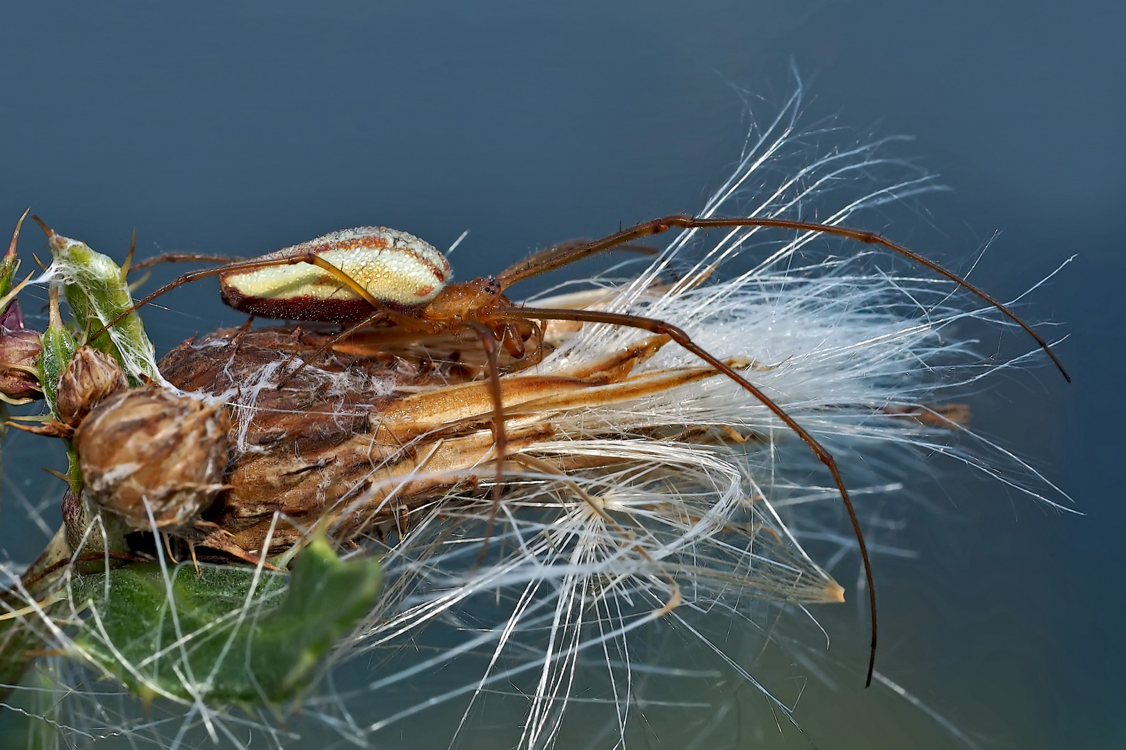 Gewöhnliche Streckerspinne (Tetragnatha extensa) - Une araignée qui vit dans la forêt...