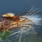 Gewöhnliche Streckerspinne (Tetragnatha extensa) - Une araignée qui vit dans la forêt...