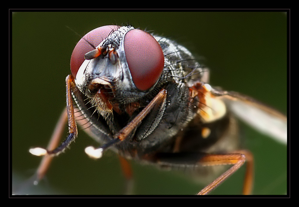 gewöhnliche stubenfliege Foto & Bild | tiere, wildlife, insekten Bilder