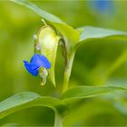 Gewöhnliche Tagblume (Commelina communis)