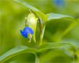 Gewöhnliche Tagblume (Commelina communis) von Thomas Ripplinger 