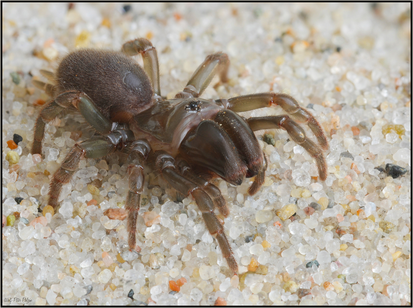 Gewöhnliche Tapezierspinne (Atypus affinis)