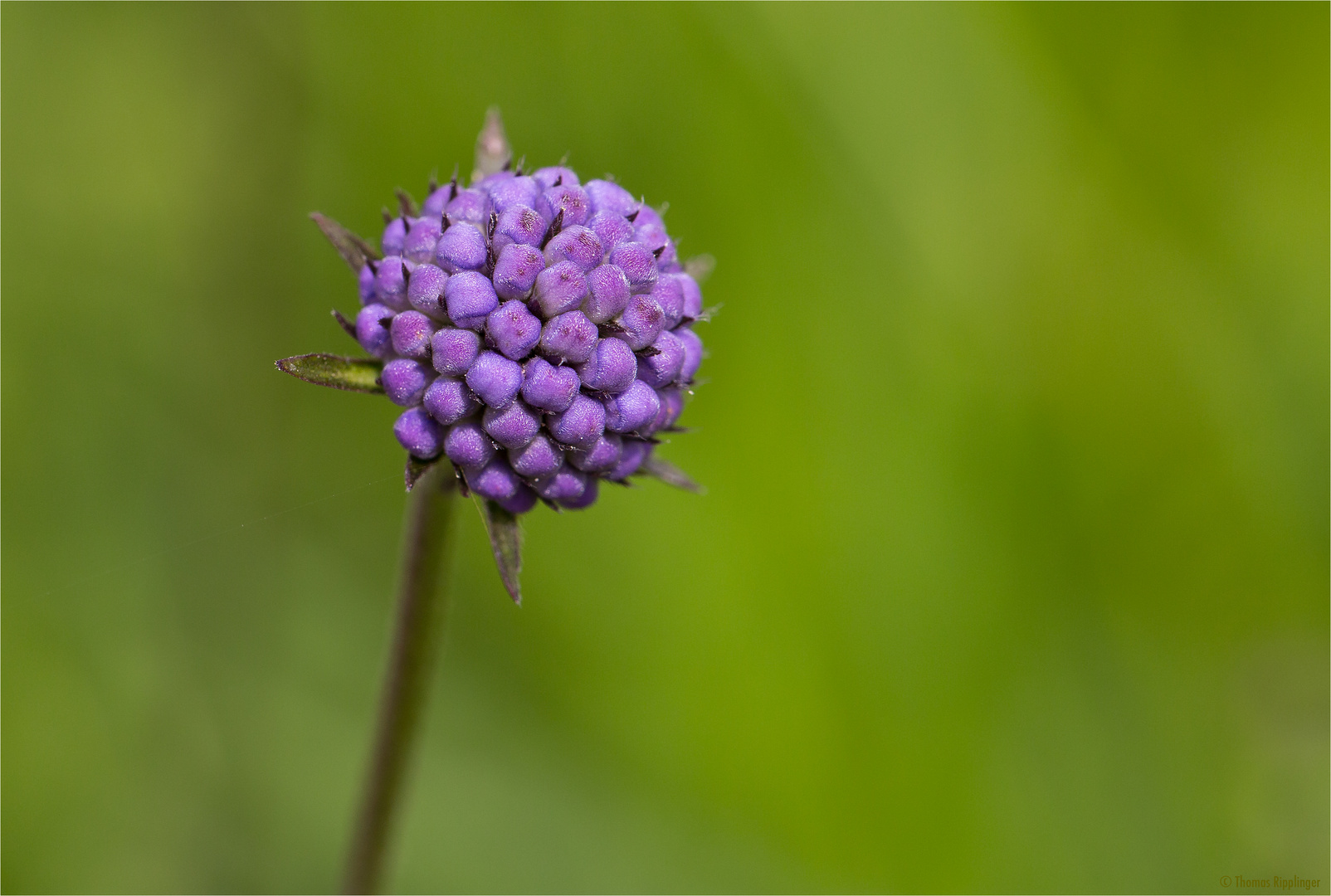 Gewöhnliche Teufelsabbiss (Succisa pratensis, Syn.: Scabiosa succisa L.)..