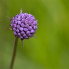 Gewöhnliche Teufelsabbiss (Succisa pratensis, Syn.: Scabiosa succisa L.)..