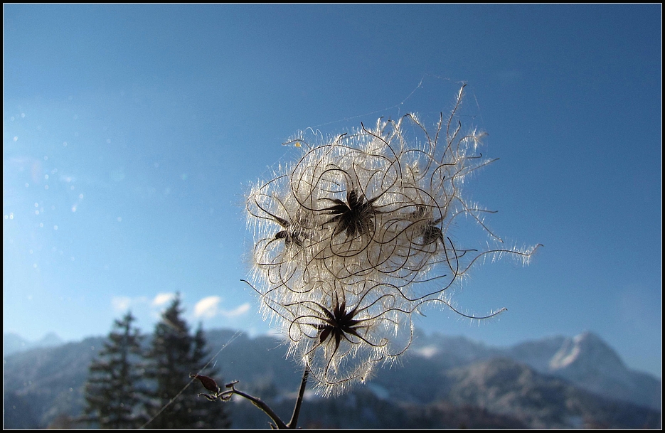 gewöhnliche waldrebe