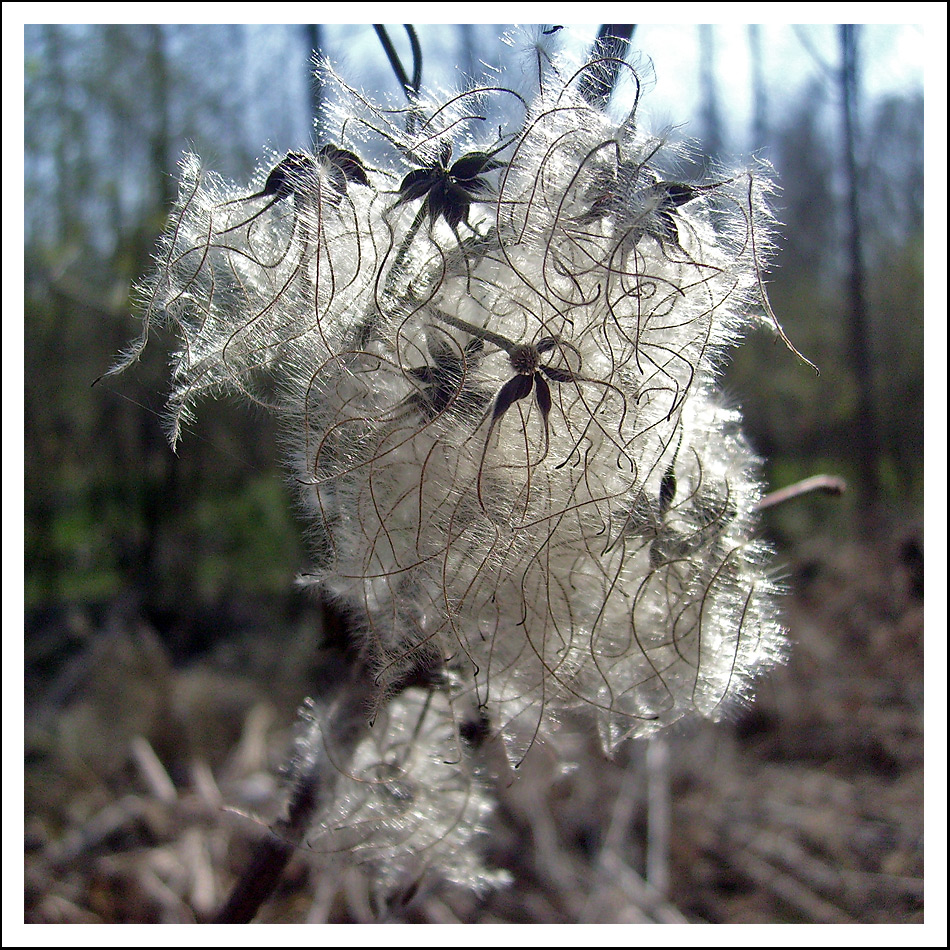 Gewöhnliche Waldrebe (Clematis vitalba)