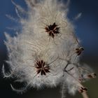 Gewöhnliche Waldrebe (Clematis vitalba)