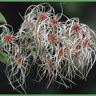 Gewöhnliche Waldrebe - Clematis vitalba