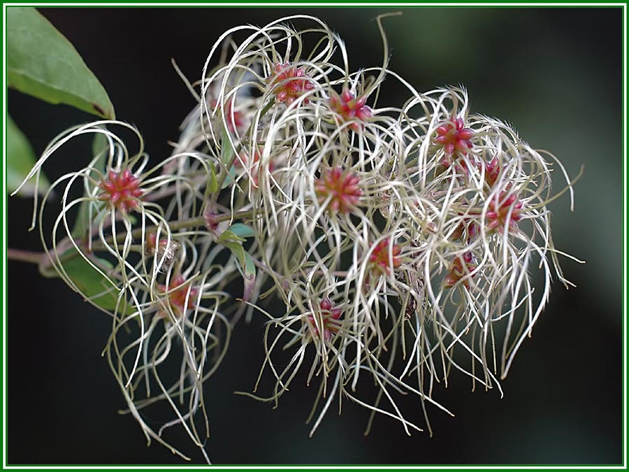 Gewöhnliche Waldrebe - Clematis vitalba