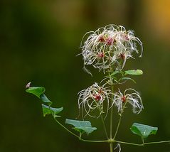 Gewöhnliche Waldrebe (Clematis vitalba)