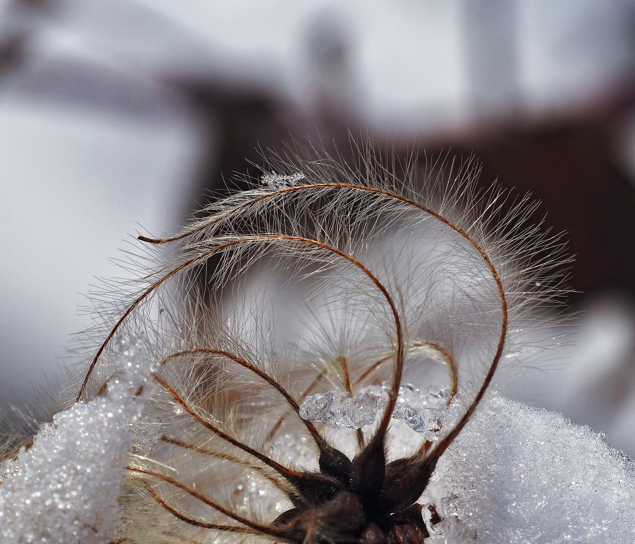 Gewöhnliche Waldrebe (Clematis vitalba) im Winter.