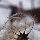 Gewöhnliche Waldrebe (Clematis vitalba) im Winter.