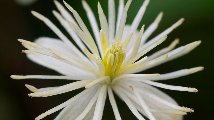 Gewöhnliche Waldrebe