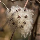 Gewöhnliche Waldrebe fotografiert zwischen Gossel und Dosdorf