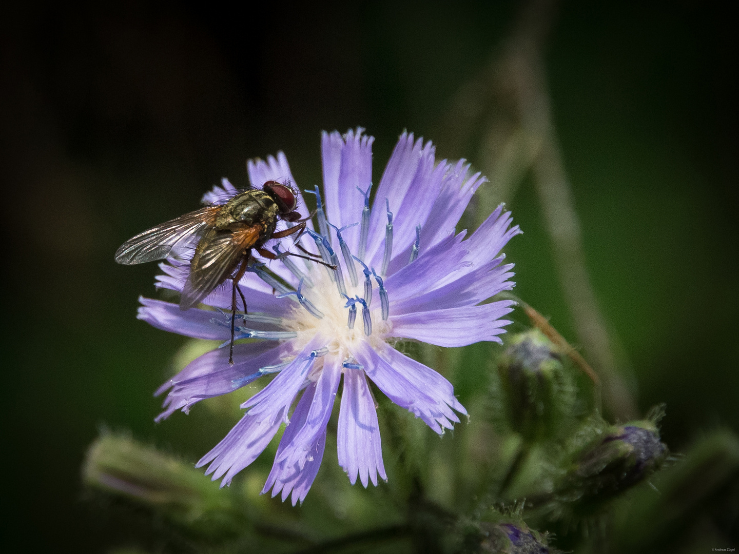 Gewöhnliche Wegwarte (Cichorium intybus)