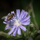 Gewöhnliche Wegwarte (Cichorium intybus)