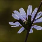 Gewöhnliche Wegwarte (Cichorium intybus).. .