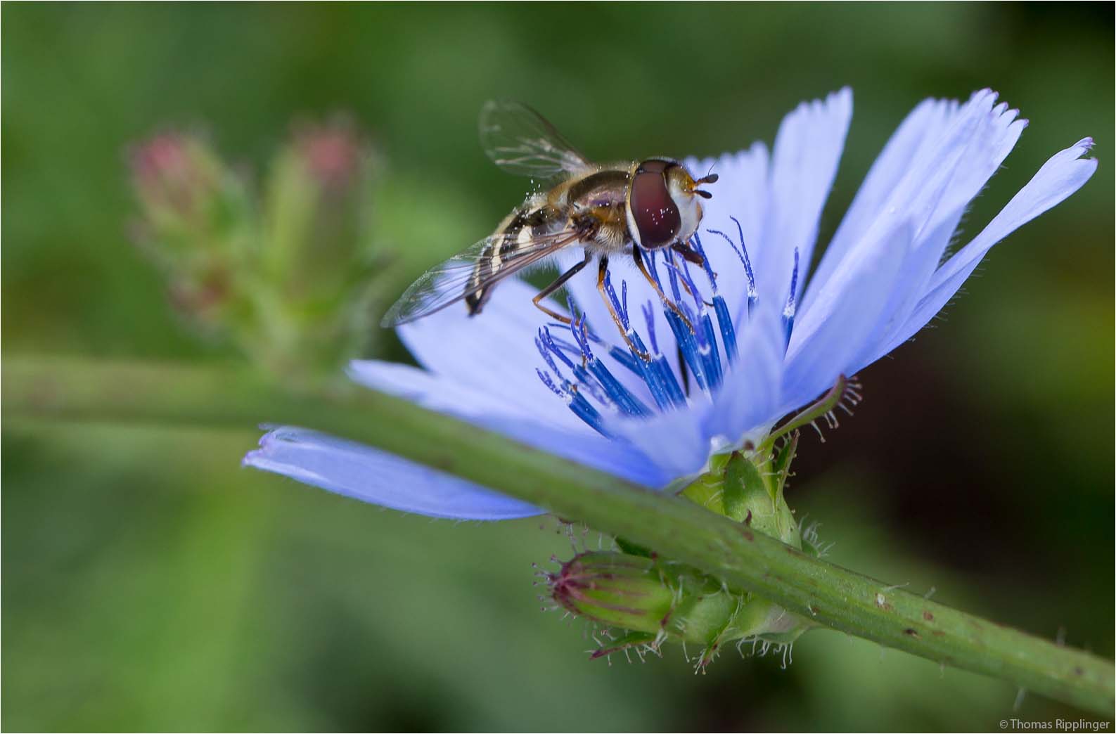 Gewöhnliche Wegwarte (Cichorium intybus).....