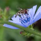 Gewöhnliche Wegwarte (Cichorium intybus).....