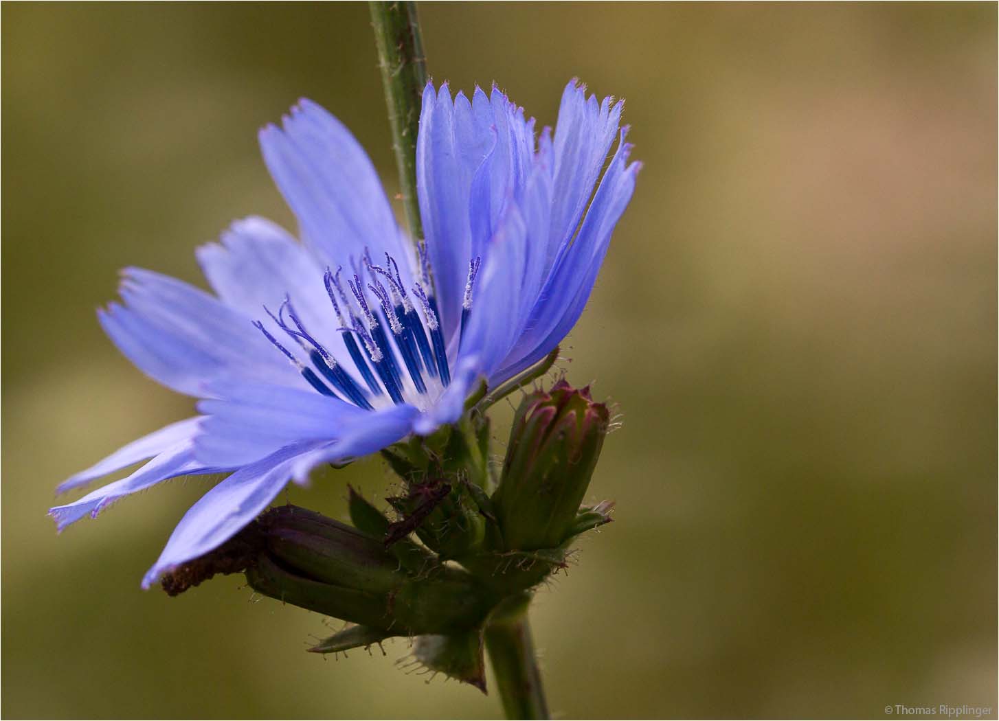 Gewöhnliche Wegwarte (Cichorium intybus)....