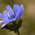 Gewöhnliche Wegwarte (Cichorium intybus)....