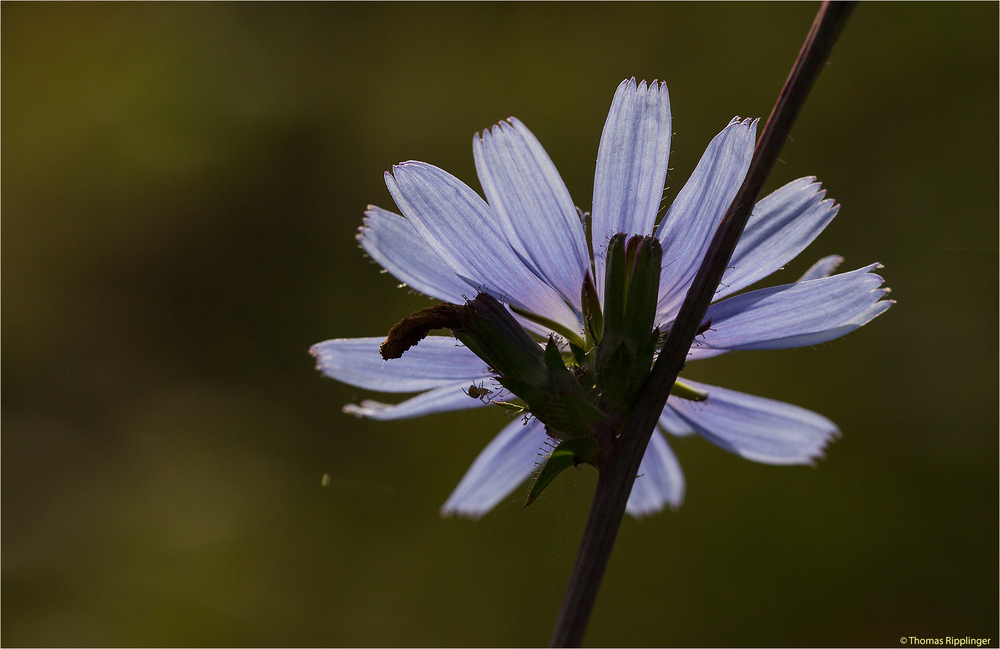 Gewöhnliche Wegwarte (Cichorium intybus).. .