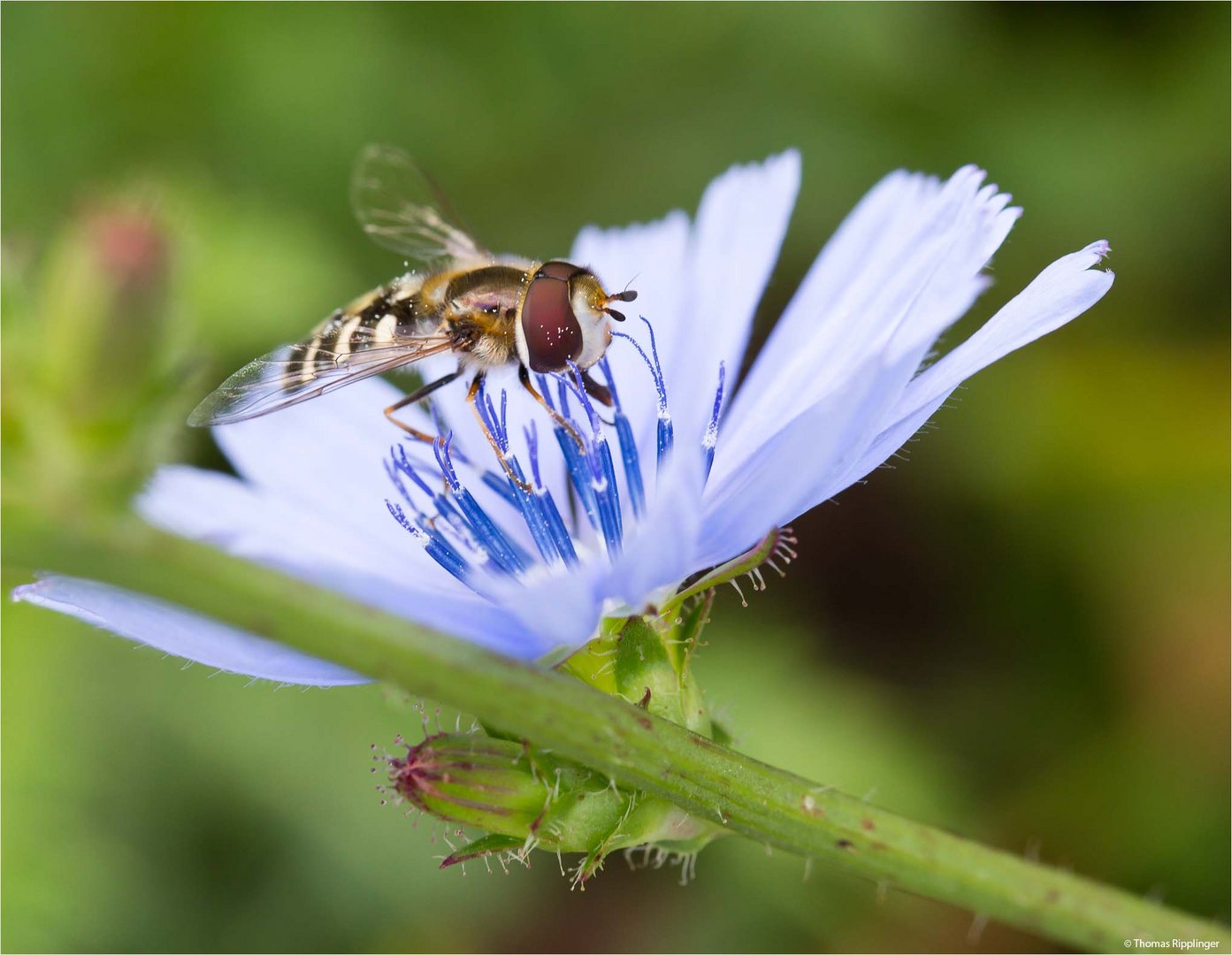 Gewöhnliche Wegwarte (Cichorium intybus).-.