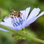 Gewöhnliche Wegwarte (Cichorium intybus).-.