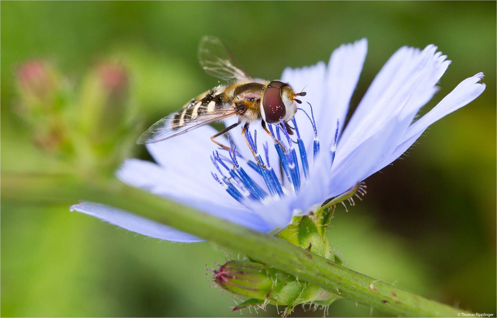 Gewöhnliche Wegwarte (Cichorium intybus).-