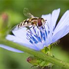 Gewöhnliche Wegwarte (Cichorium intybus).-