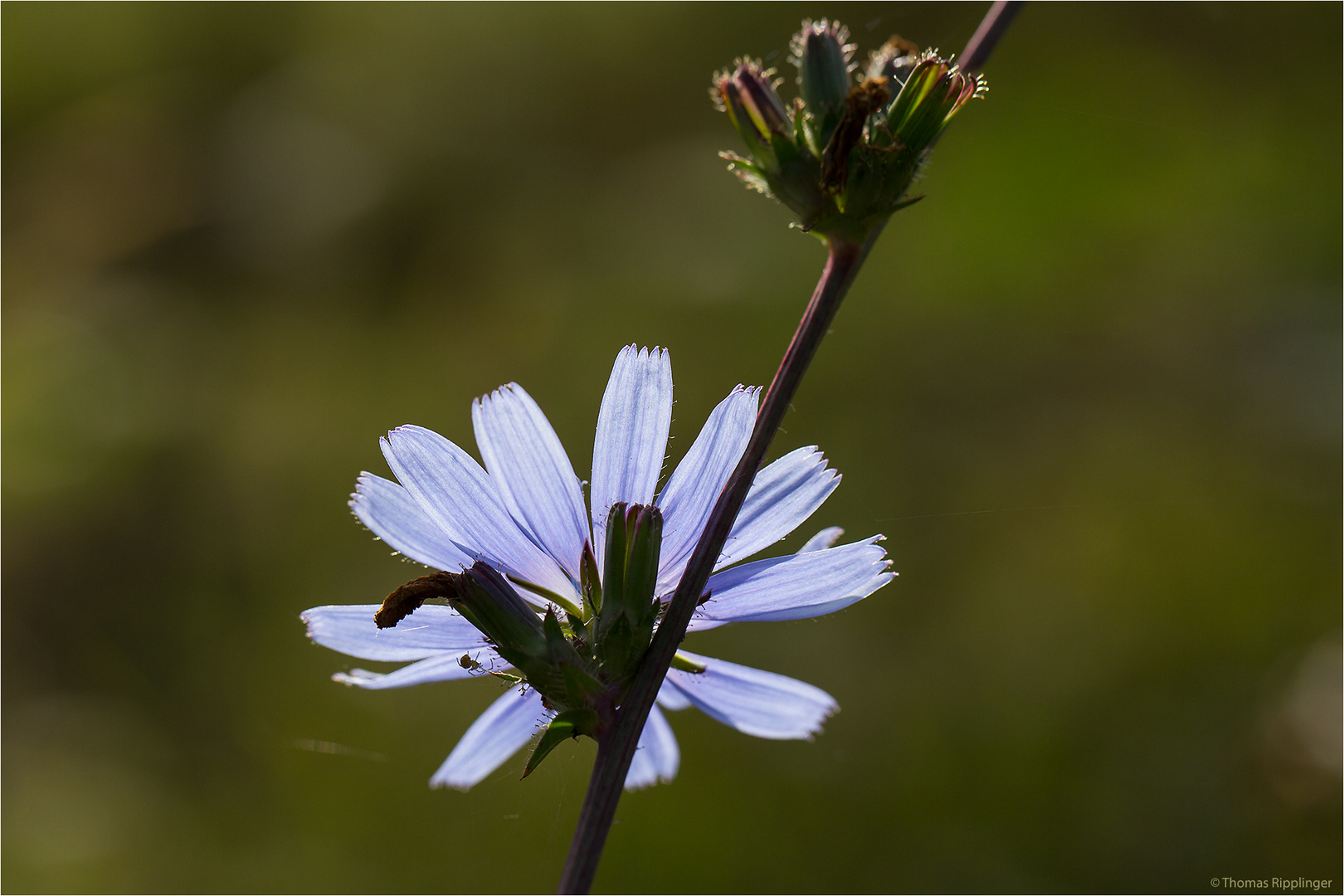 Gewöhnliche Wegwarte (Cichorium intybus).. ..