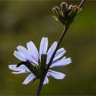 Gewöhnliche Wegwarte (Cichorium intybus).. ..