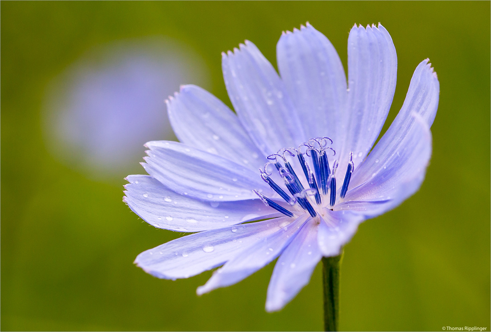 Gewöhnliche Wegwarte (Cichorium intybus) .....