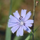 Gewöhnliche Wegwarte (Cichorium intybus)