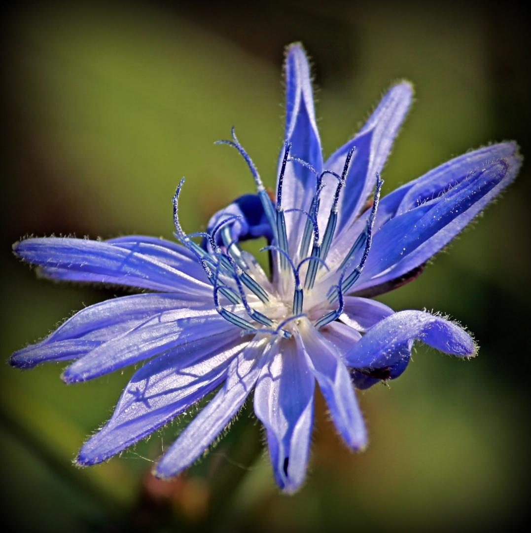 Gewöhnliche Wegwarte (Cichorium intybus)