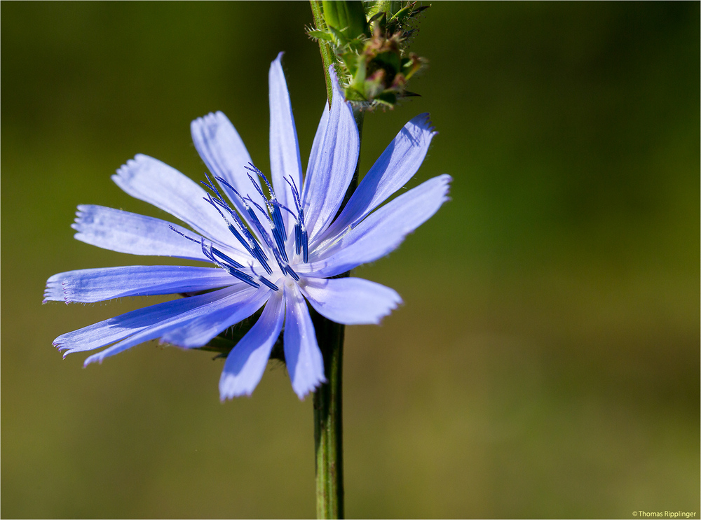 Gewöhnliche Wegwarte (Cichorium intybus).. .. .