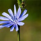 Gewöhnliche Wegwarte (Cichorium intybus).. .. .