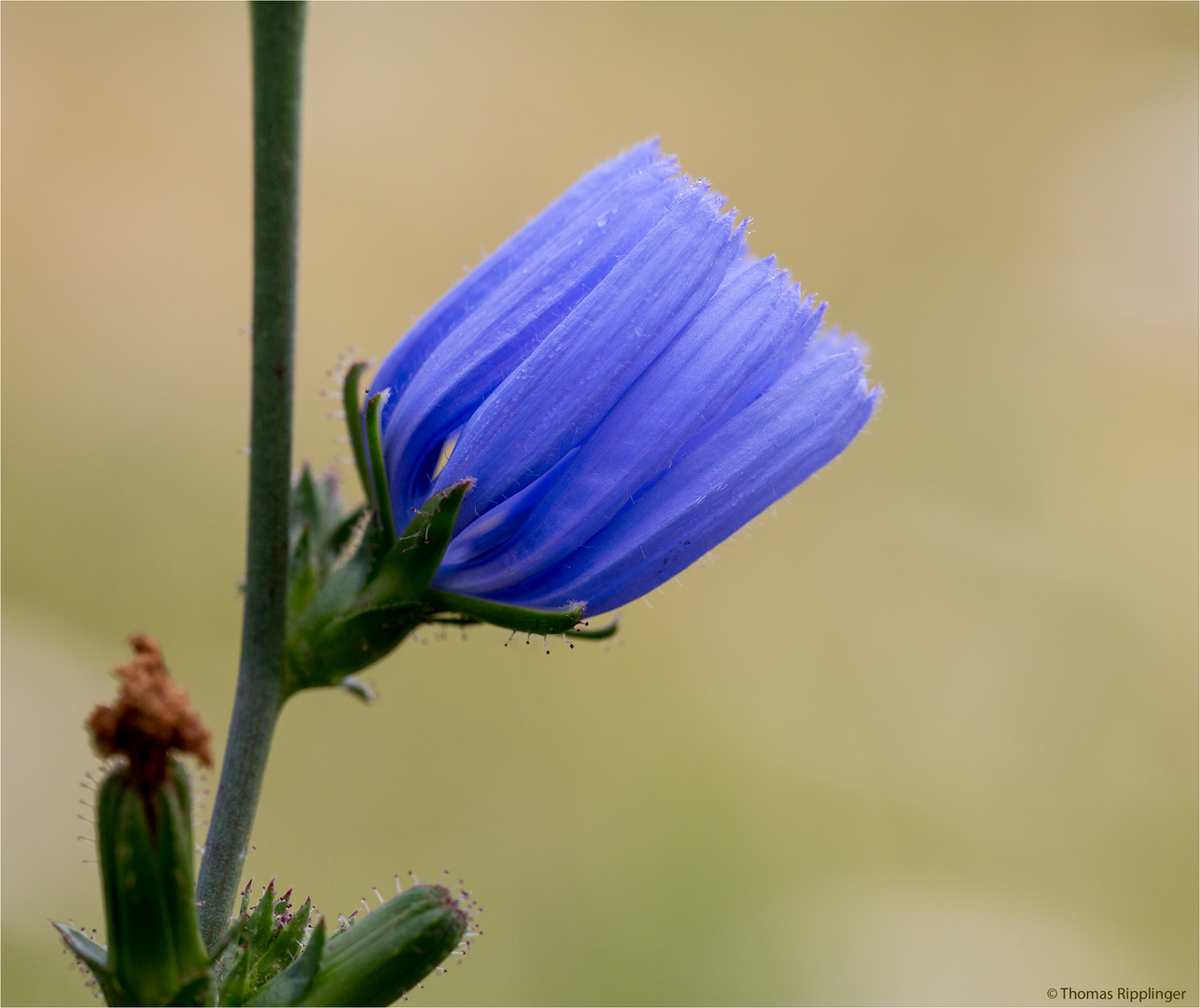 Gewöhnliche Wegwarte (Cichorium intybus).