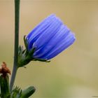 Gewöhnliche Wegwarte (Cichorium intybus).