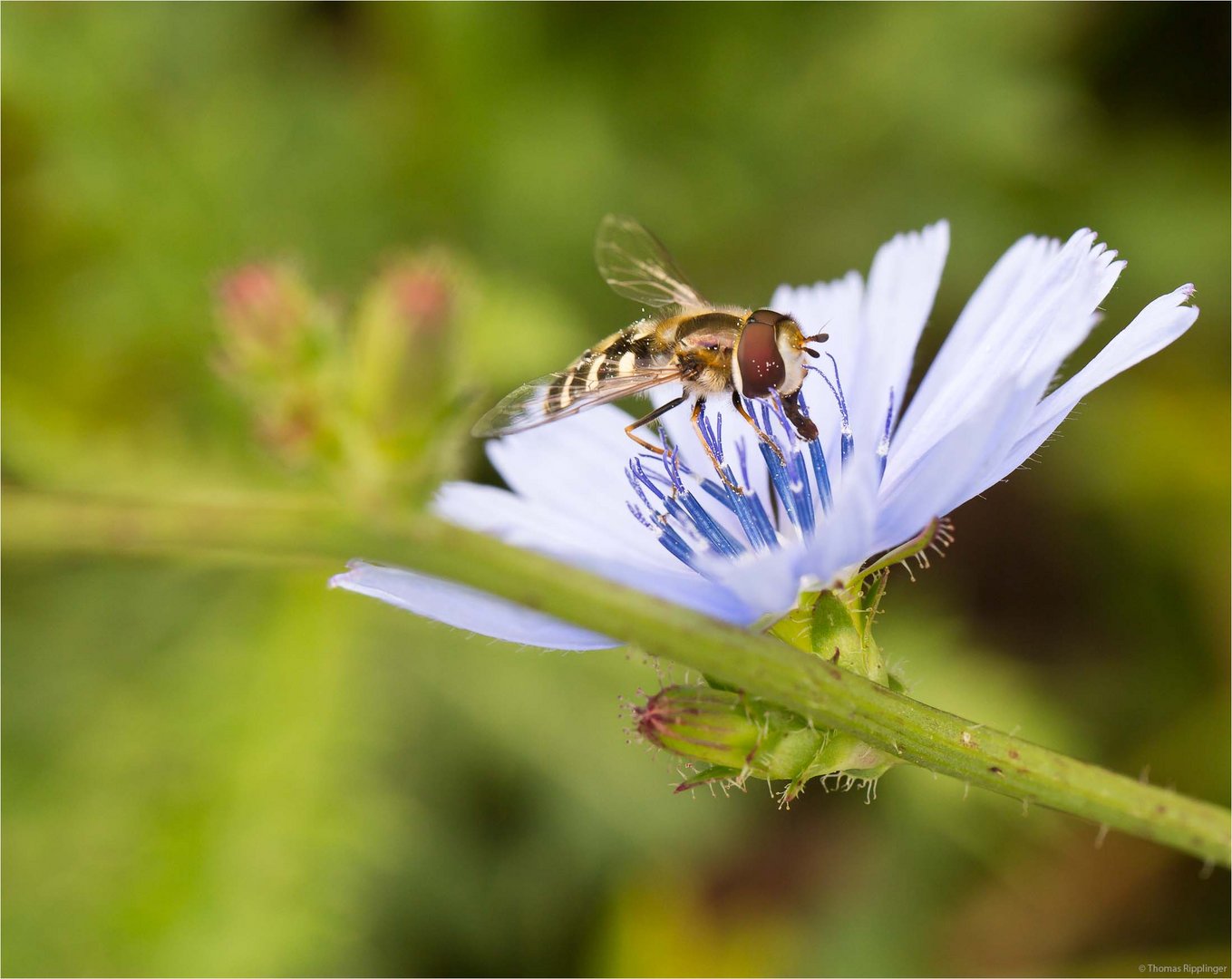 Gewöhnliche Wegwarte (Cichorium intybus).......