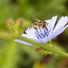 Gewöhnliche Wegwarte (Cichorium intybus).......