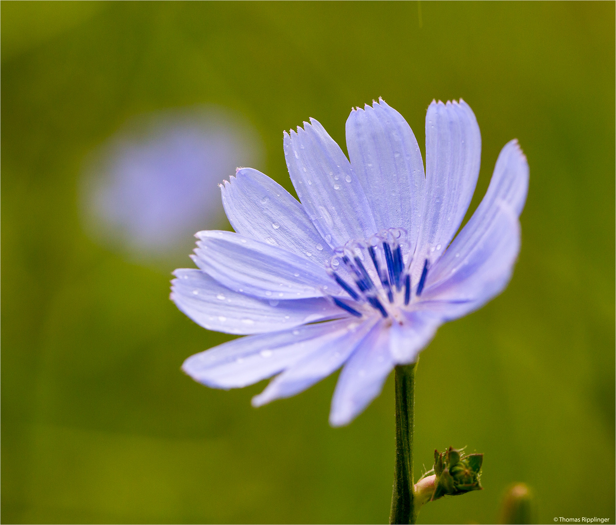 Gewöhnliche Wegwarte (Cichorium intybus) ....