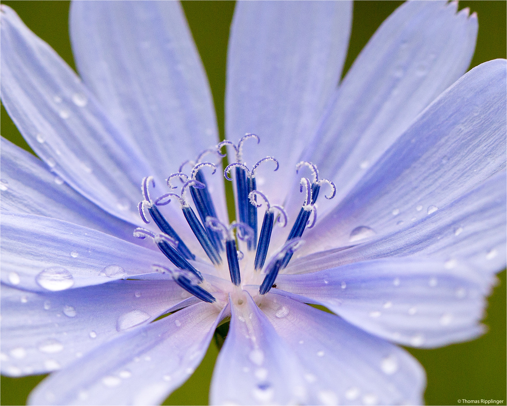 Gewöhnliche Wegwarte (Cichorium intybus) ..