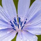 Gewöhnliche Wegwarte (Cichorium intybus) ..