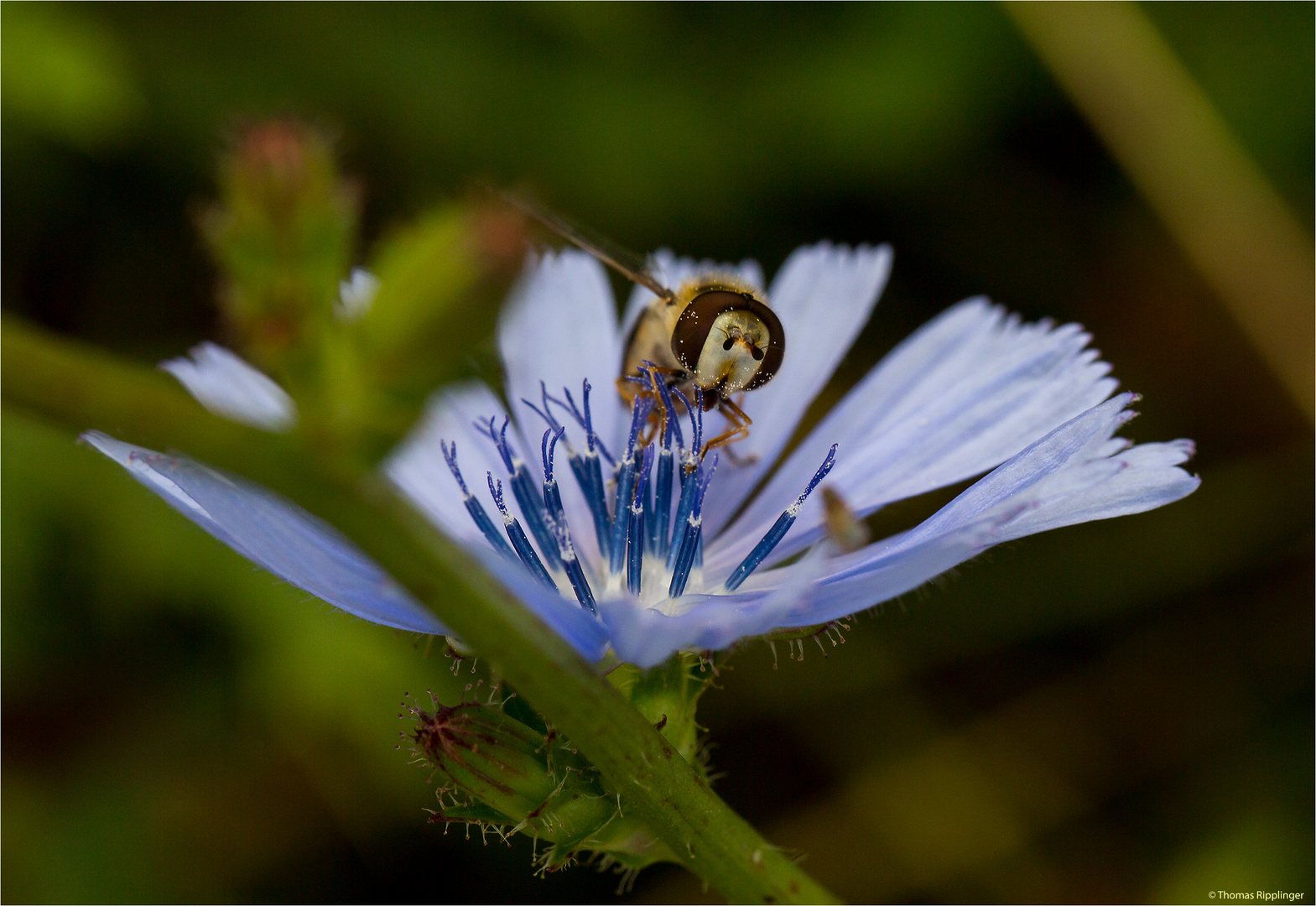 Gewöhnliche Wegwarte mit Schwebfliege.