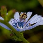 Gewöhnliche Wegwarte mit Schwebfliege.