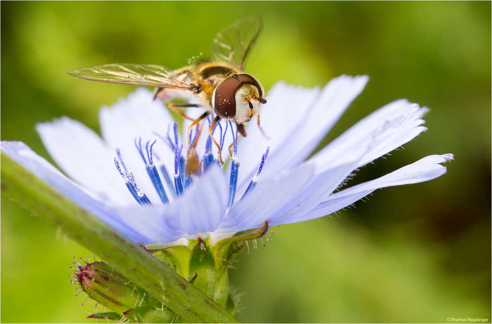 Gewöhnliche Wegwarte mit Schwebfliege