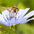 Gewöhnliche Wegwarte mit Schwebfliege