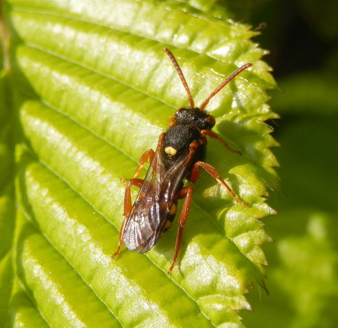 Gewöhnliche Wespenbiene (Nomada fucata)