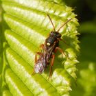 Gewöhnliche Wespenbiene (Nomada fucata)